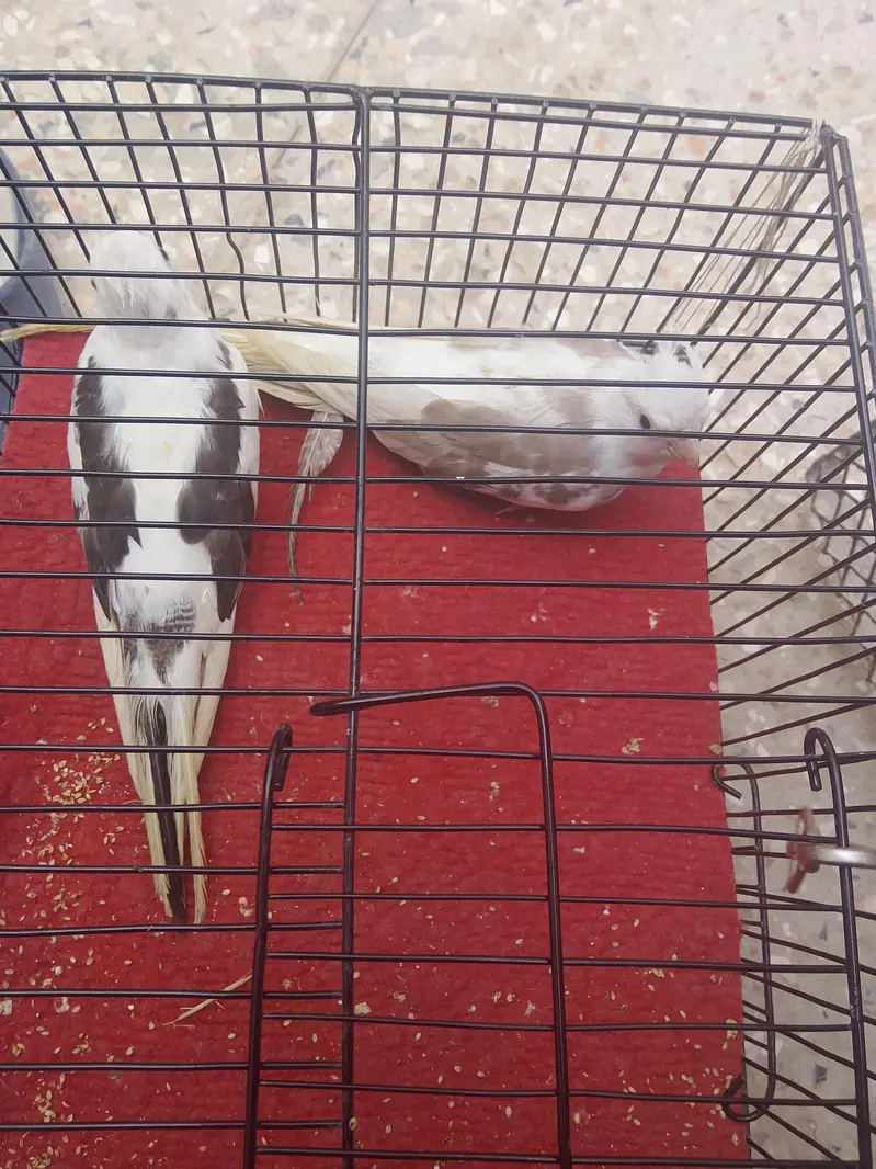 cocktails And Lady gouldians — photo 6