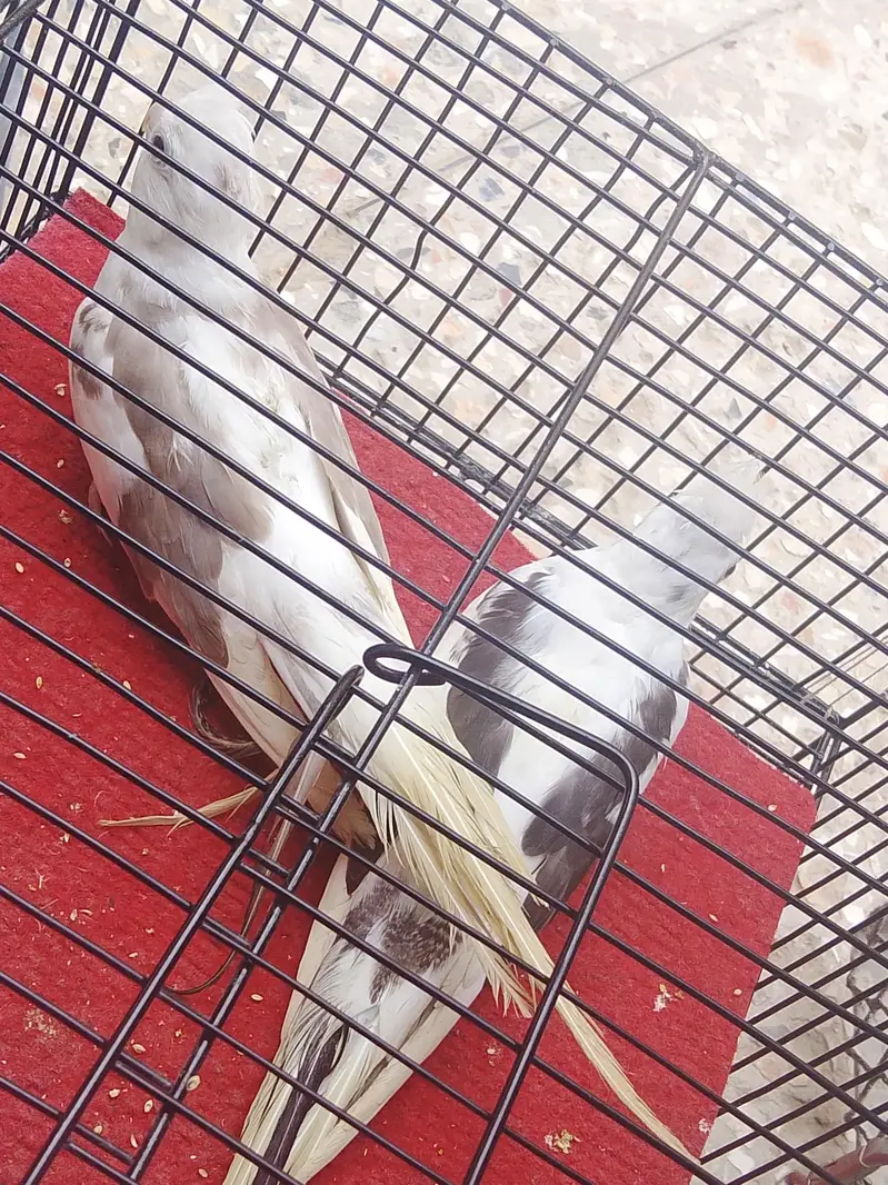 cocktails And Lady gouldians — photo 7
