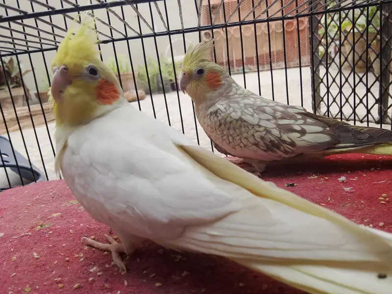 cocktails And Lady gouldians — photo 8