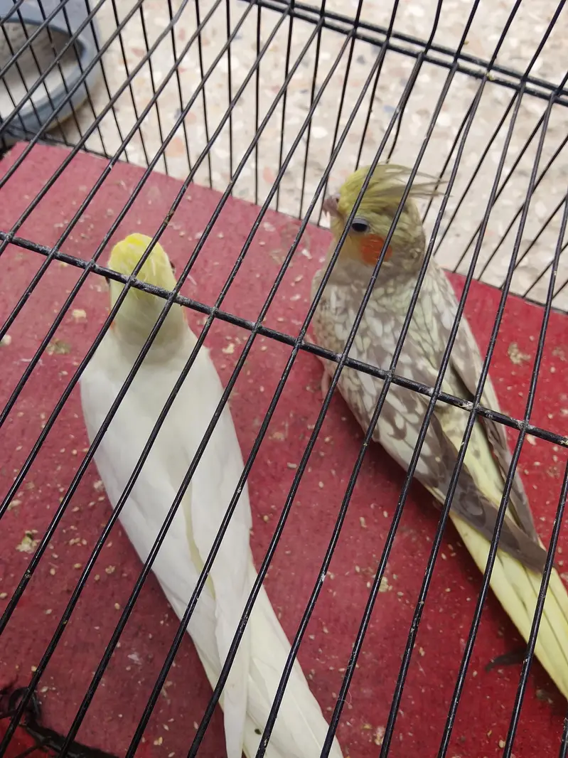 cocktails And Lady gouldians — photo 9