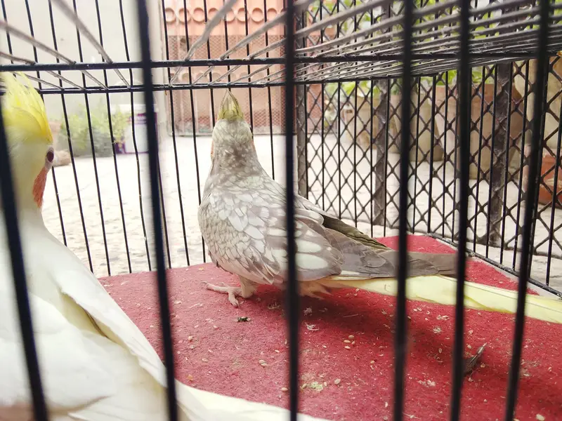 cocktails And Lady gouldians — photo 10
