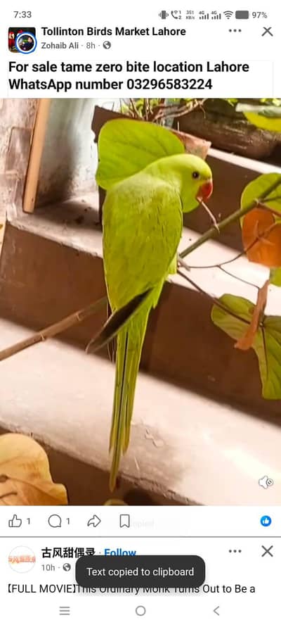 green ring neck