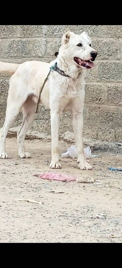 Afghan Kuchi Dog's for sale available