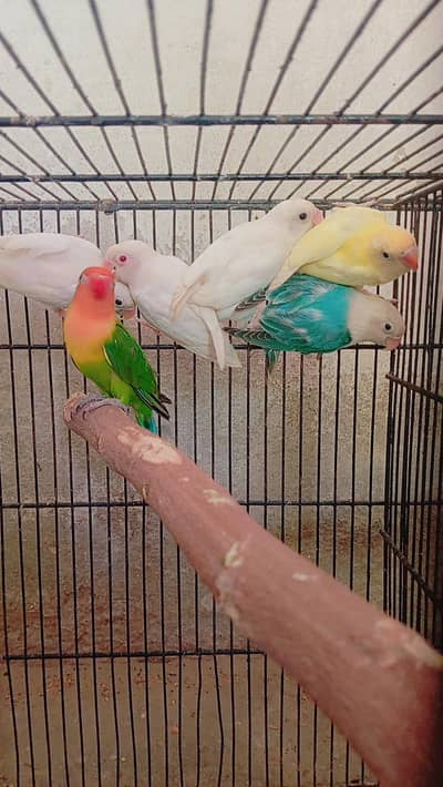 Lovebirds parrots