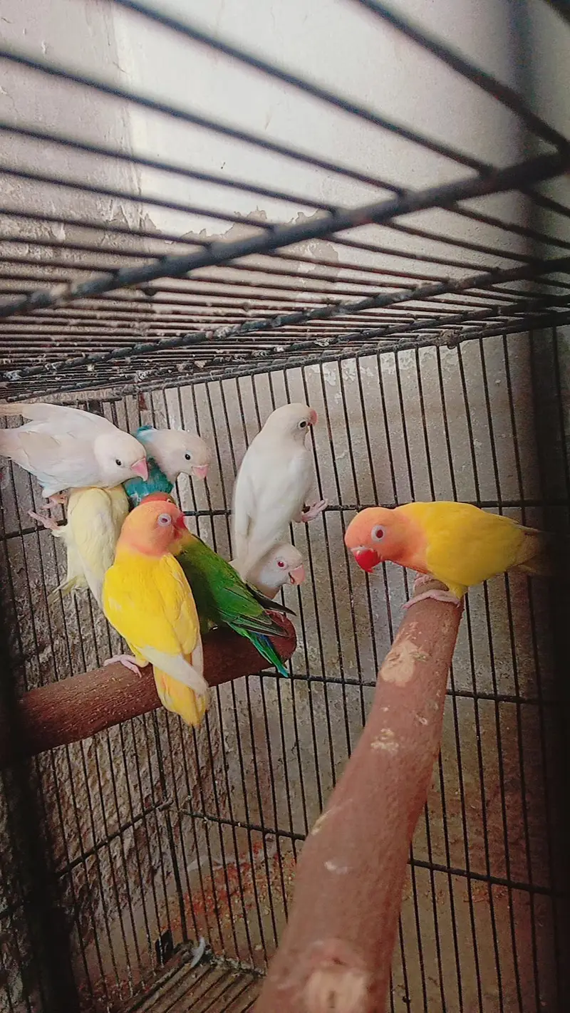 Lovebirds parrots — photo 2