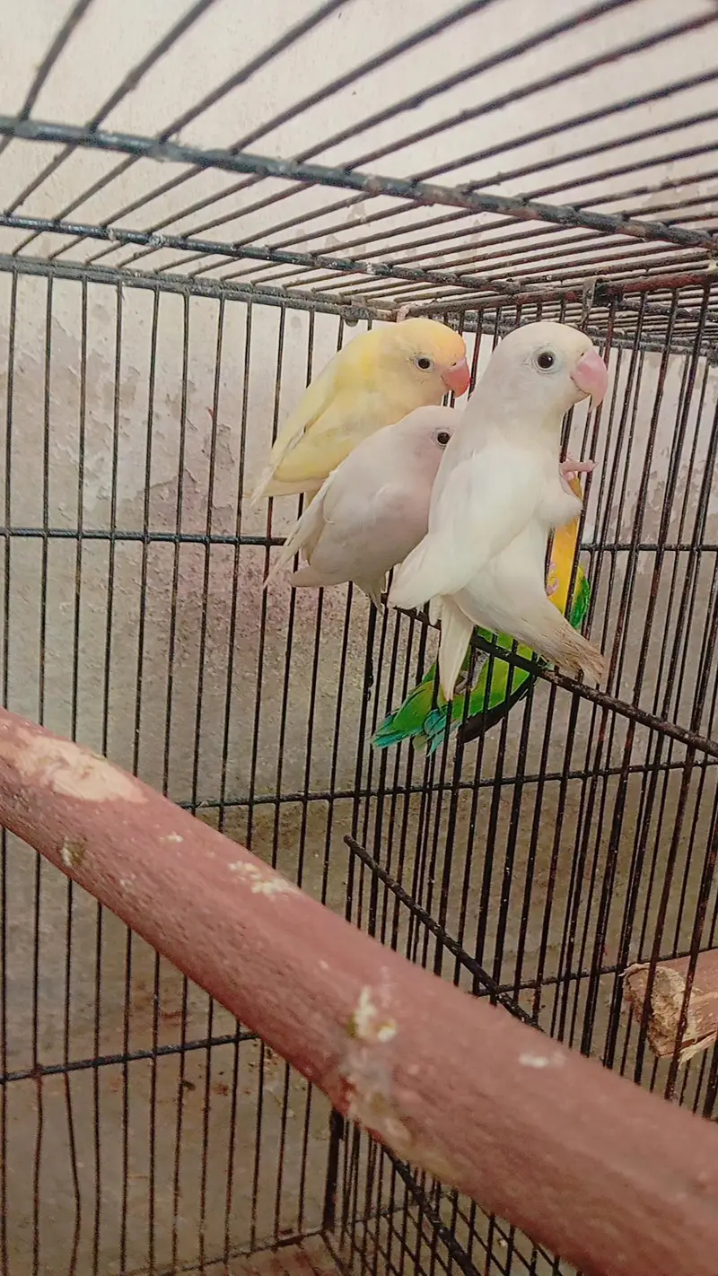 Lovebirds parrots — photo 3
