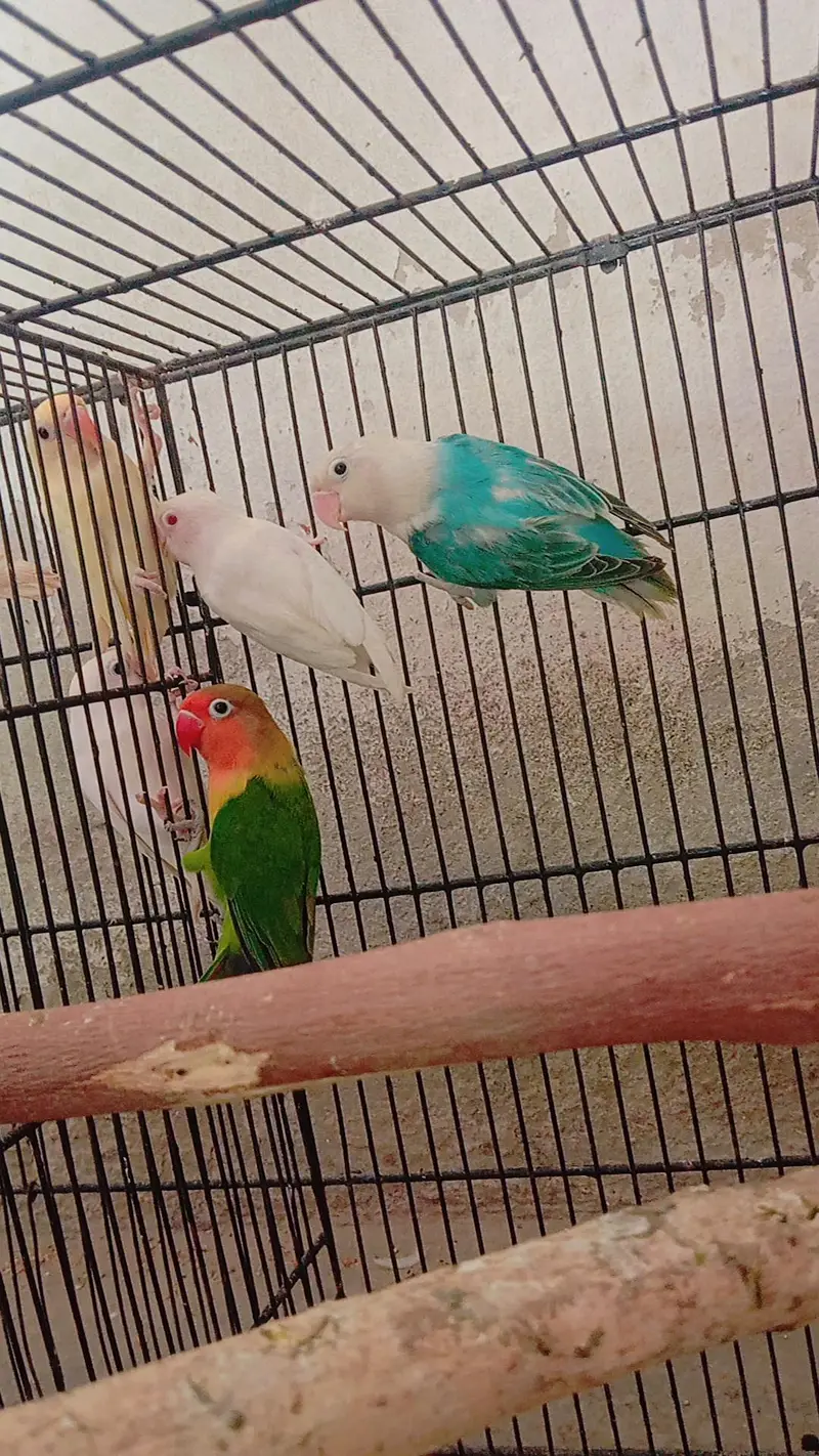 Lovebirds parrots — photo 4