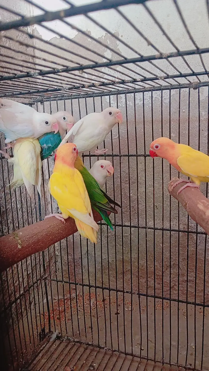 Lovebirds parrots — photo 5