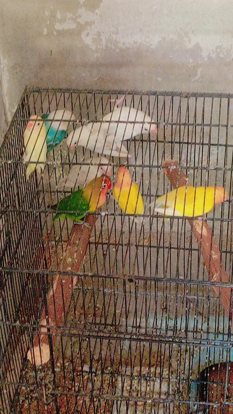 Lovebirds parrots — photo 6