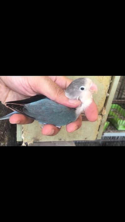 Green Euwing opaline /b1