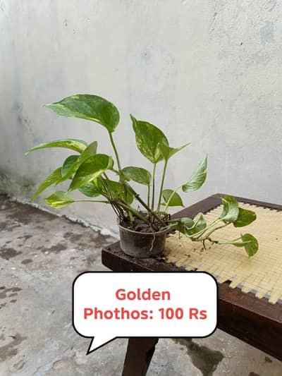 Different Types of Plants & Phothos