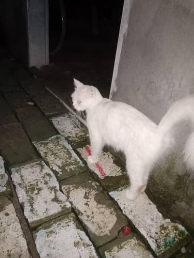 person cat with child