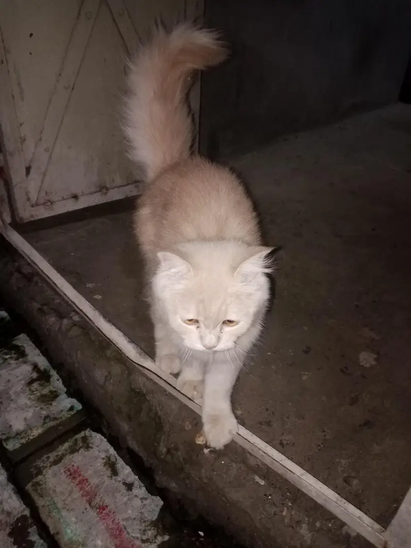 person cat with child — photo 2
