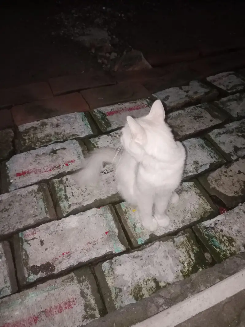 person cat with child — photo 3