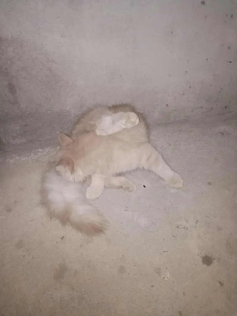 person cat with child — photo 4