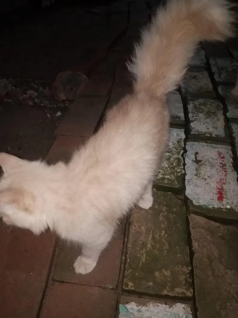 person cat with child — photo 7