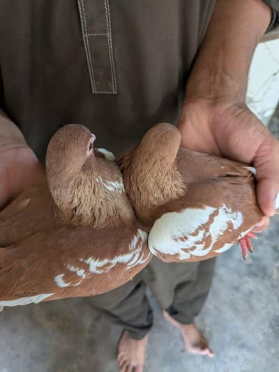 peigon pair For Sale