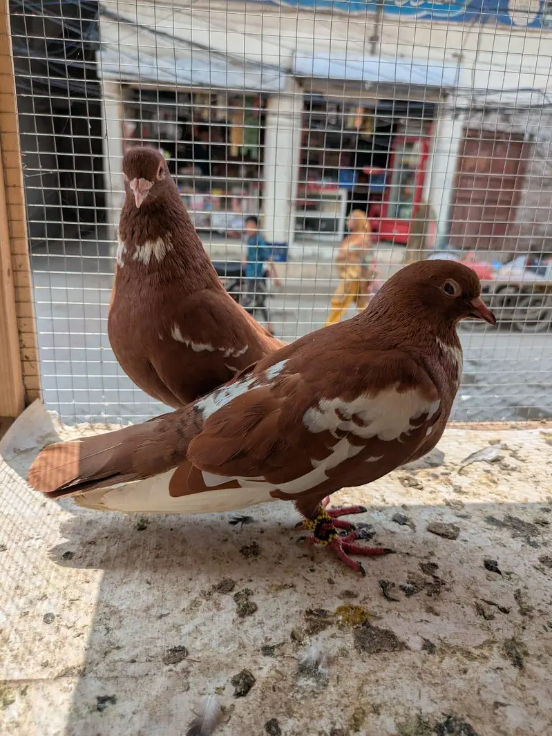 peigon pair For Sale — photo 2