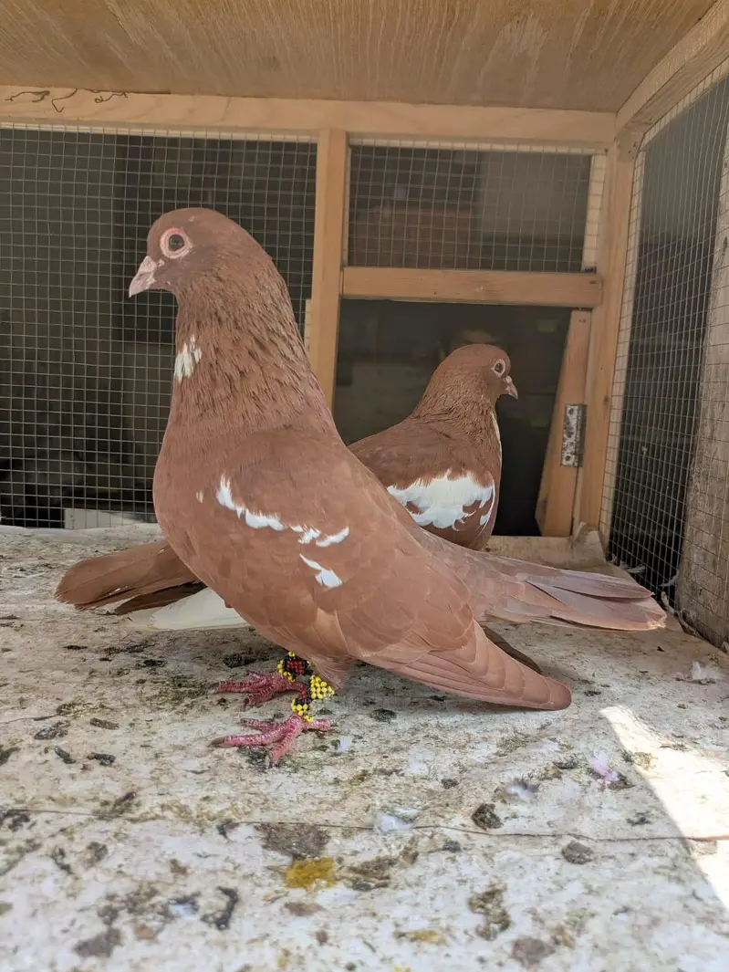 peigon pair For Sale — photo 3