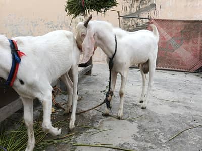 gulabi bakra