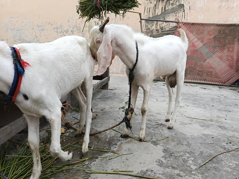 gulabi bakra 0