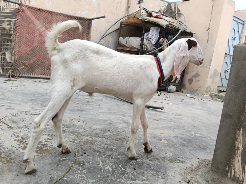 gulabi bakra 1