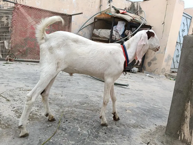 gulabi bakra — photo 2