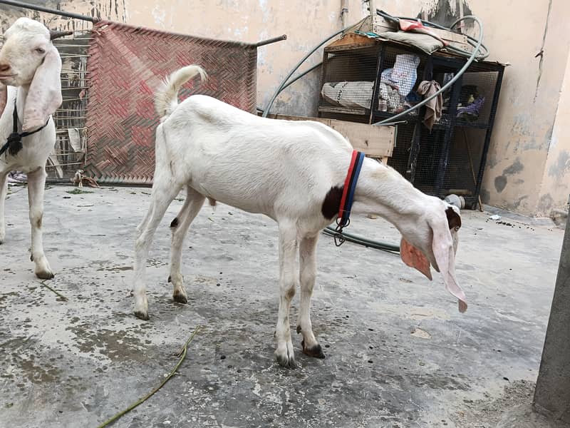 gulabi bakra 2