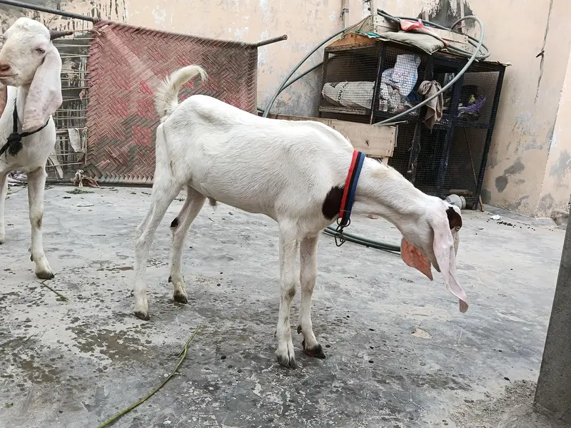 gulabi bakra — photo 3