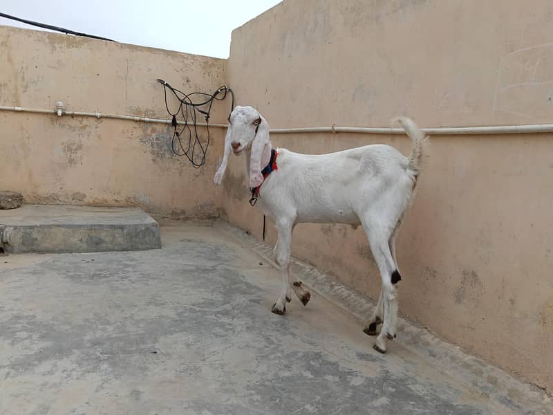 gulabi bakra 3