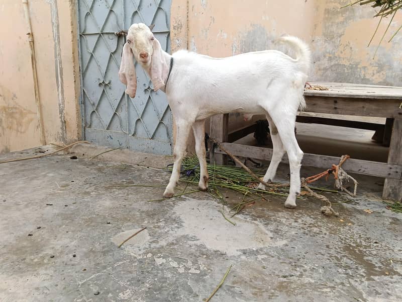 gulabi bakra 4