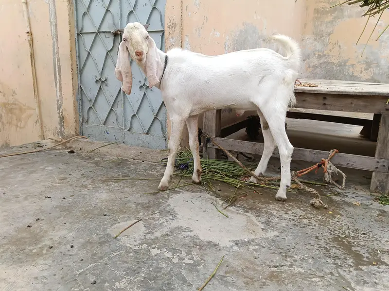 gulabi bakra — photo 5