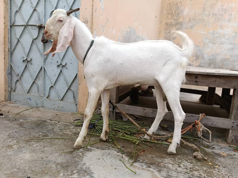 gulabi bakra 5