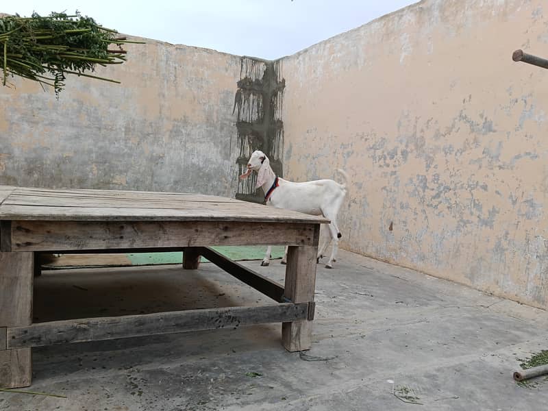 gulabi bakra 6
