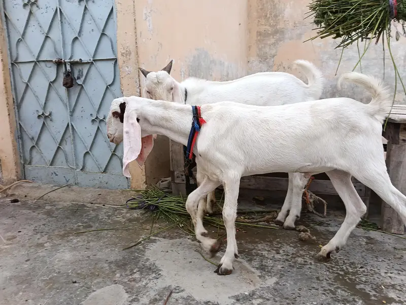 gulabi bakra — photo 8