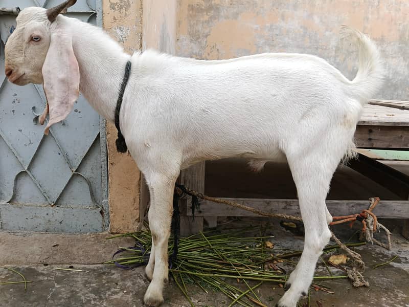 gulabi bakra 8