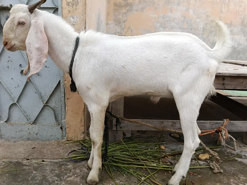 gulabi bakra — photo 9