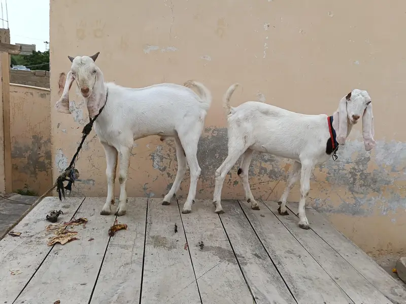 gulabi bakra — photo 10