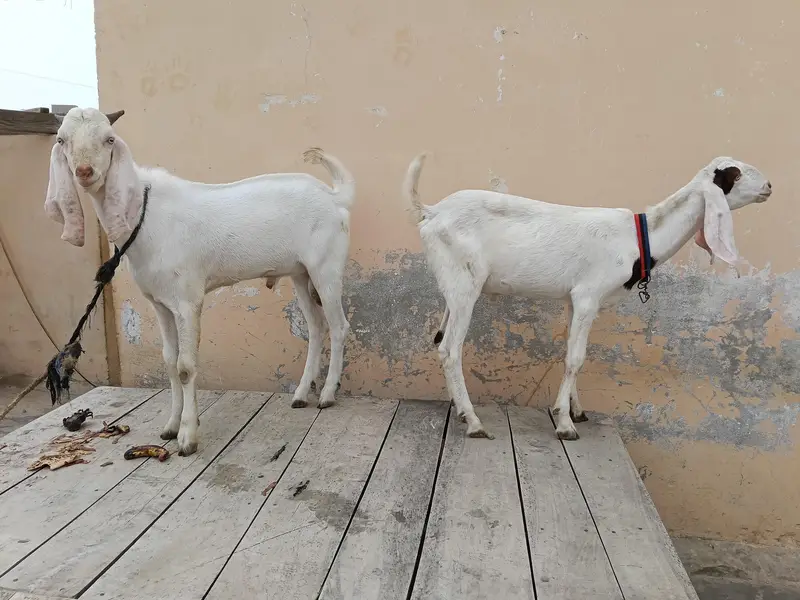 gulabi bakra — photo 11