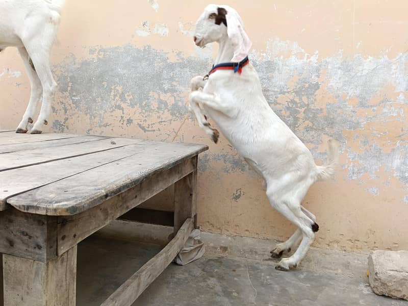 gulabi bakra 11