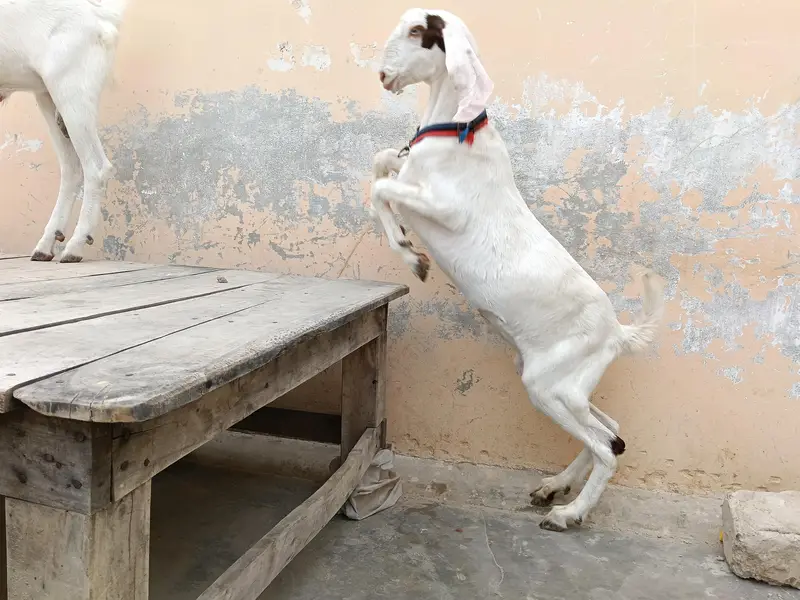 gulabi bakra — photo 12