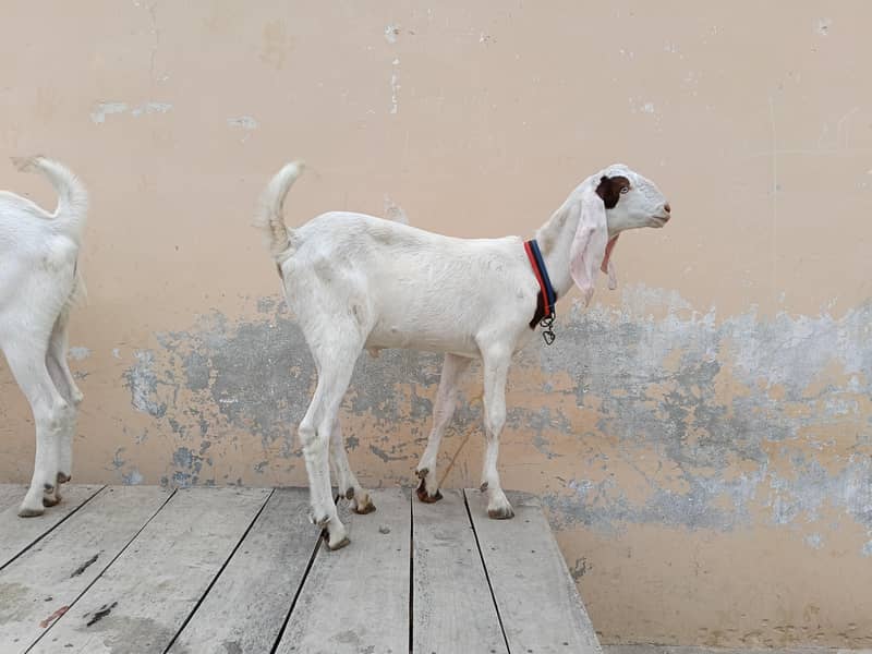 gulabi bakra 12