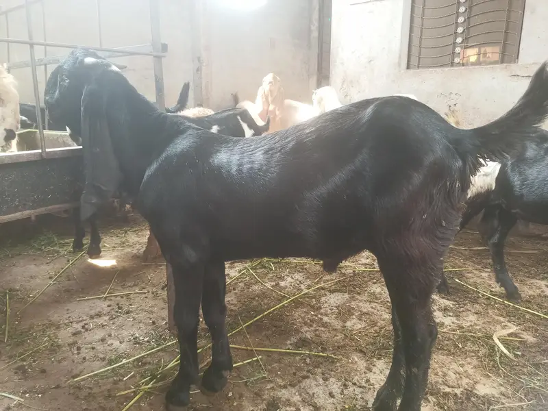 Ibrahem Goat farm — photo 2