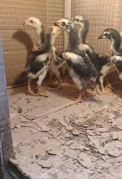 Black o shamo chicks