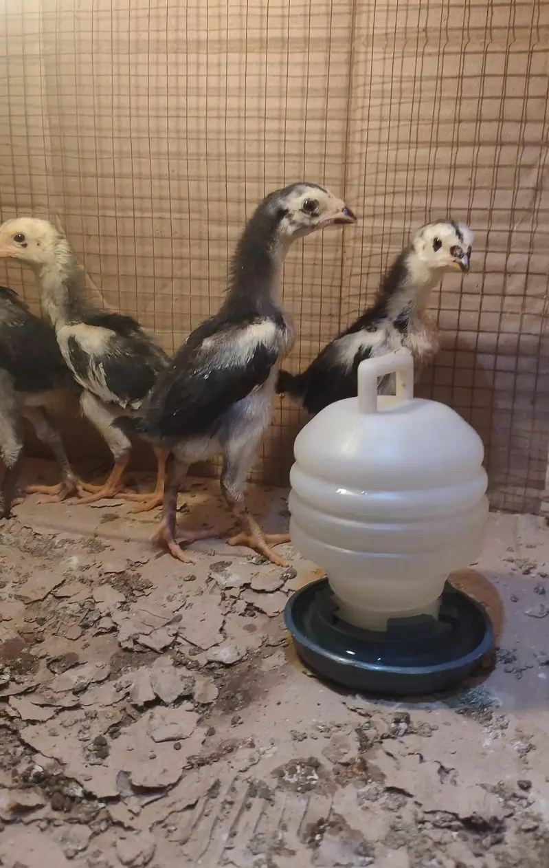 Black o shamo chicks — photo 2