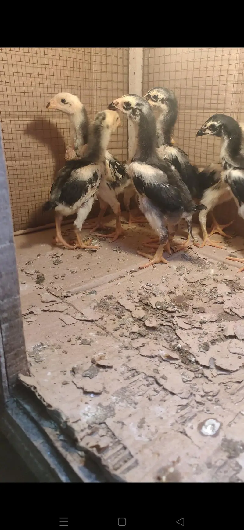 Black o shamo chicks — photo 3