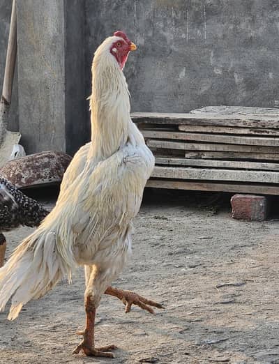 aseel shamo hens pair available