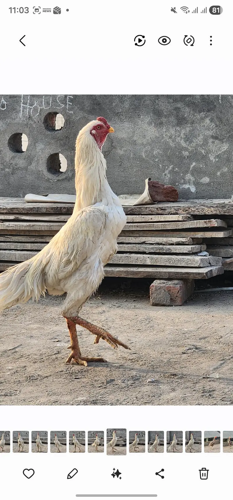 aseel shamo hens pair available — photo 2