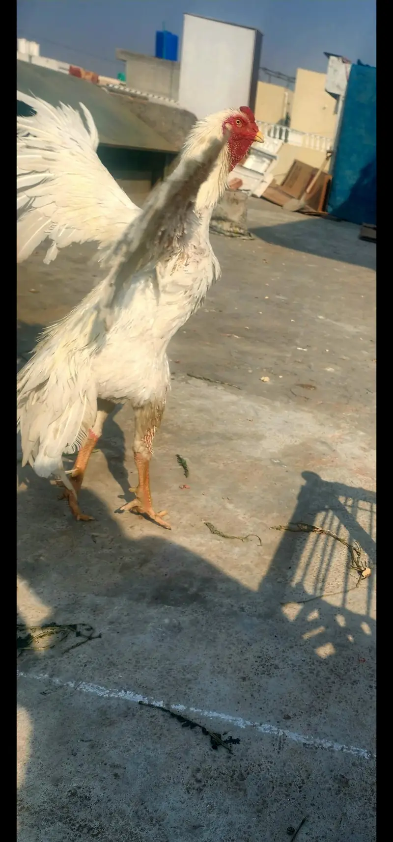 aseel shamo hens pair available — photo 3