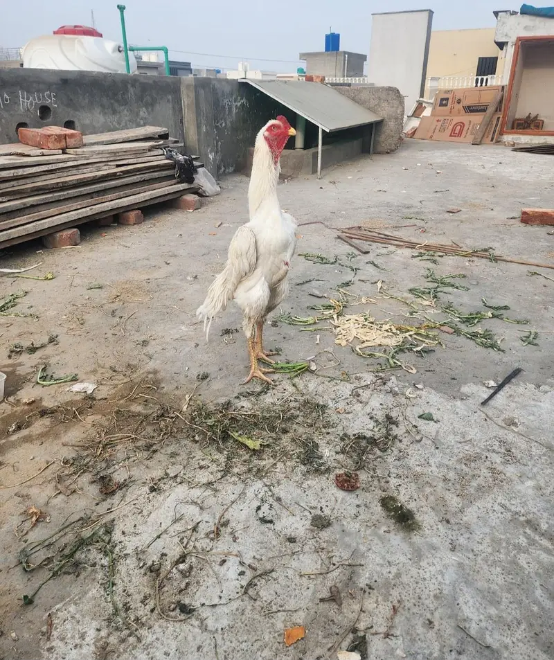 aseel shamo hens pair available — photo 4